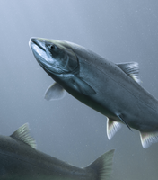 Wild & Farmed Salmon: A Field Guide to End-Use Efficiency Companies
